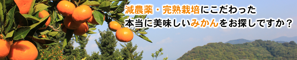 みかんの通販