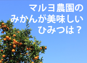 マルヨ農園の美味しさのひみつ