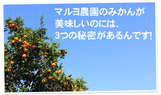 マルヨ農園のみかんの美味しさの秘密