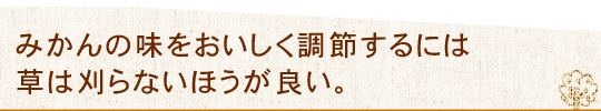 雑草が多いみかん栽培