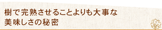 みかんの美味しさの秘密