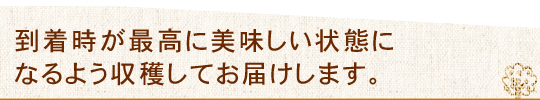 一番美味しい状態でみかんをお届けします。