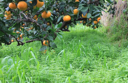 美味しい蜜柑のためには雑草も